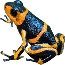 Banded Mimic Frog